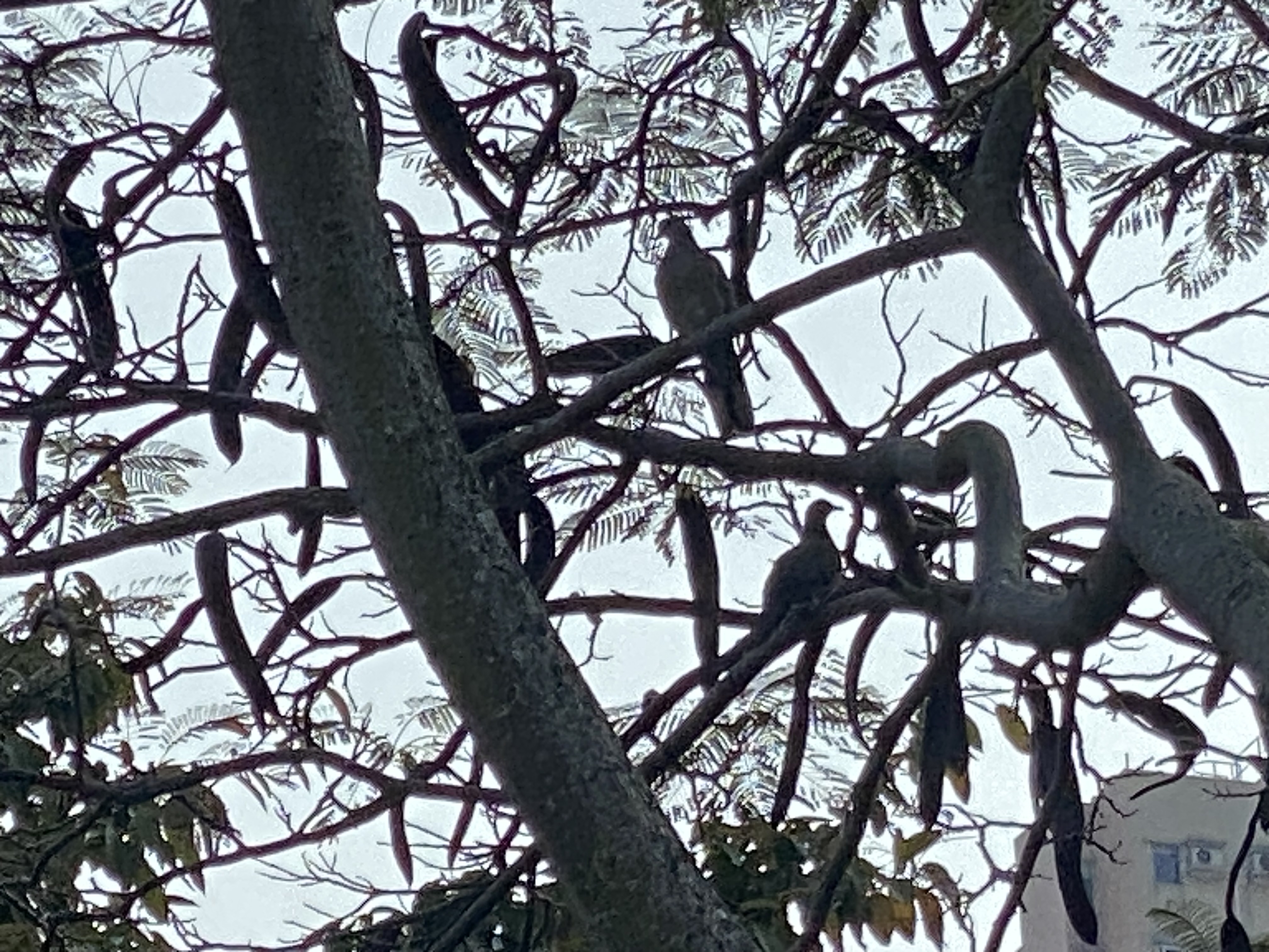 The silhouettes of two doves in a tree with legumes similar to the shapes of their tails.