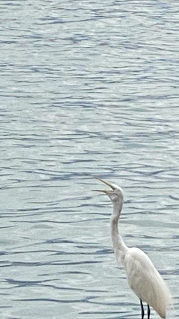 Egret with open beak.