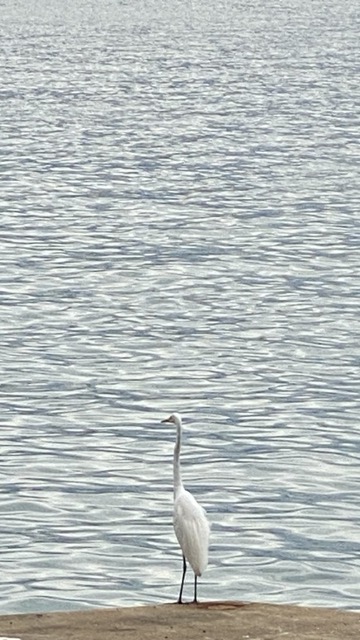 Egret standing on a pier.