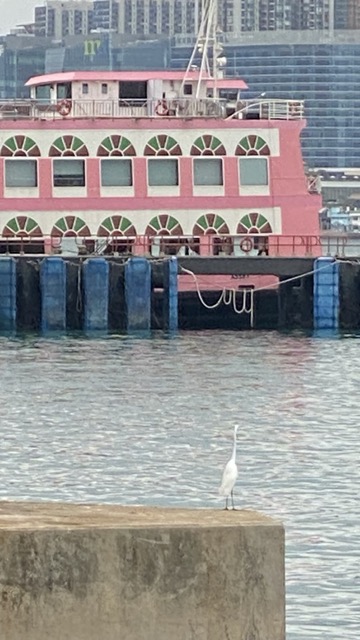 Egret standing on a pier across from a pink ferry.