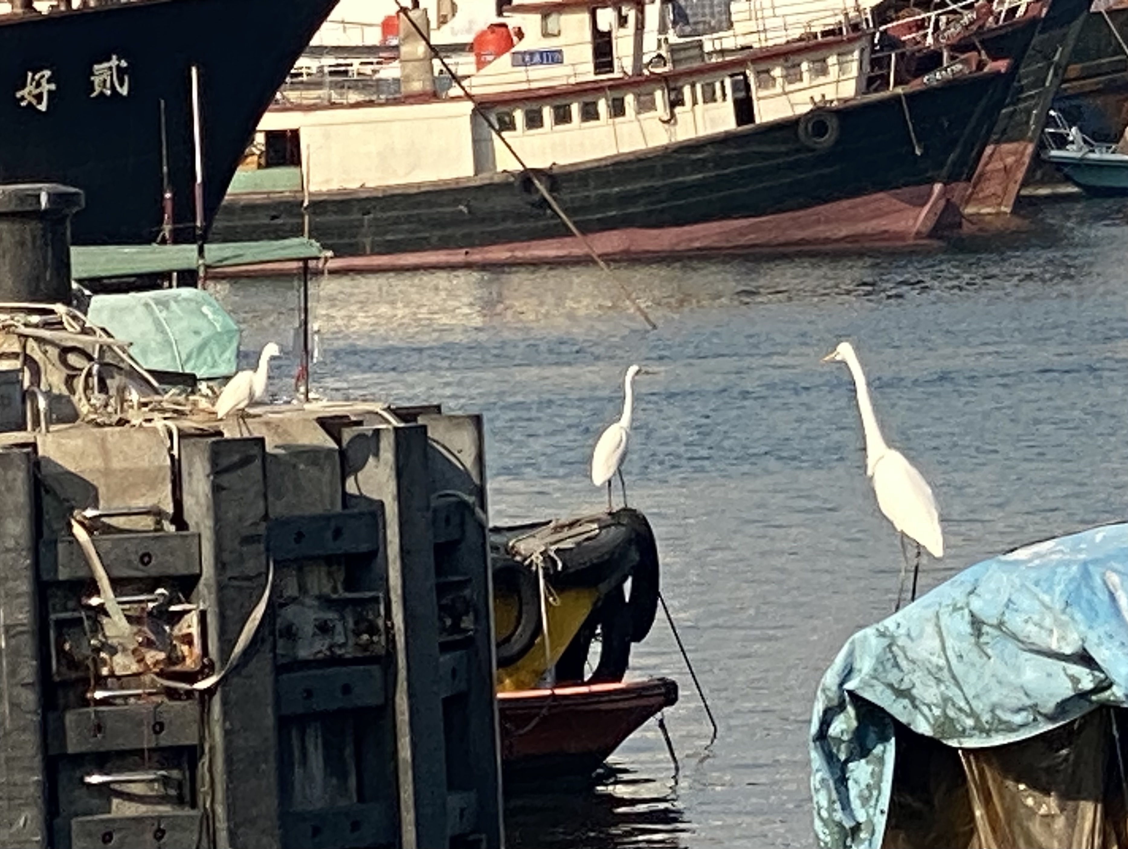 An egret on a pier, another on a boat in the background, a third on the roof of a boat in the foreground.  Boats in the background.
