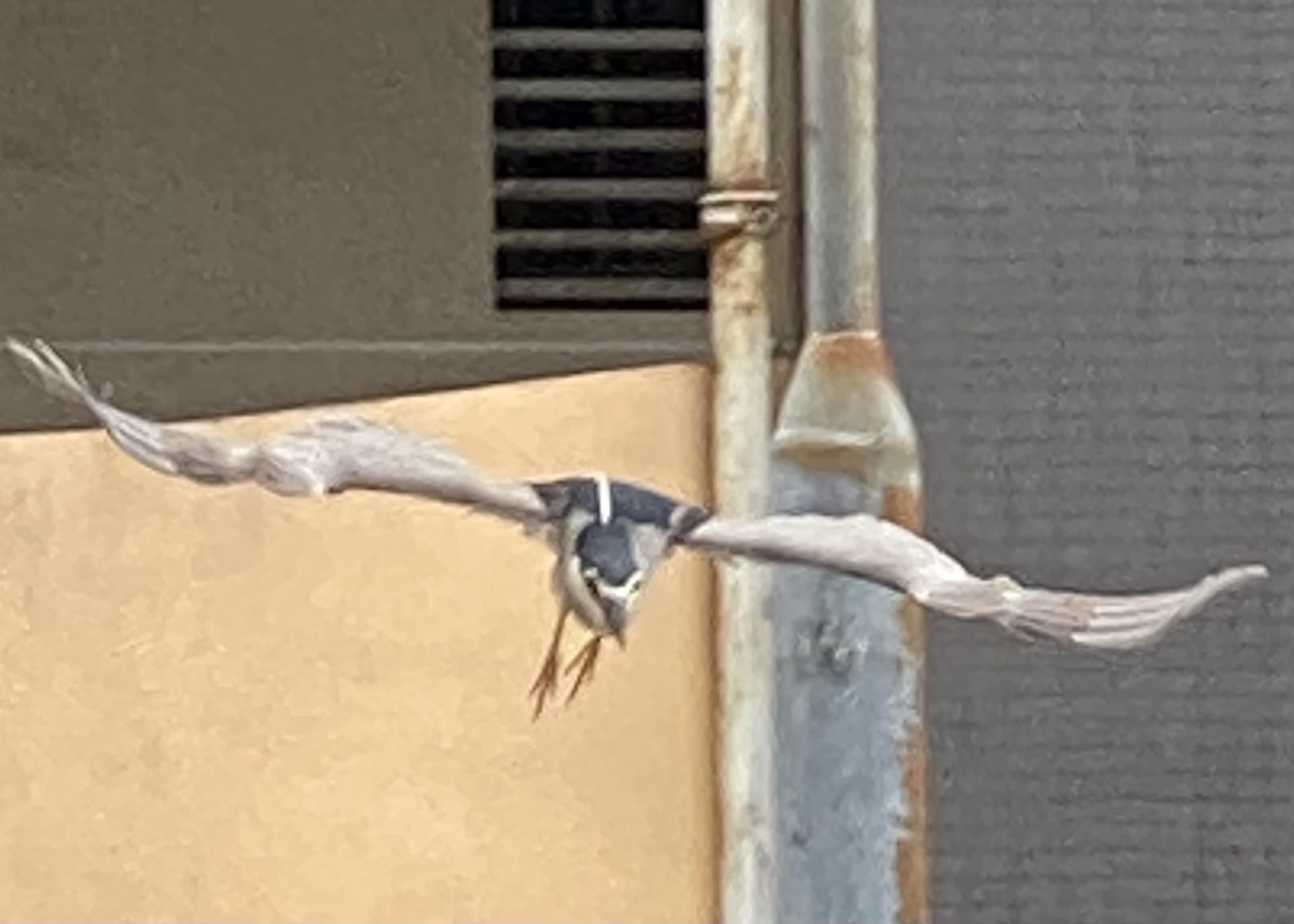 night crowned heron approaching