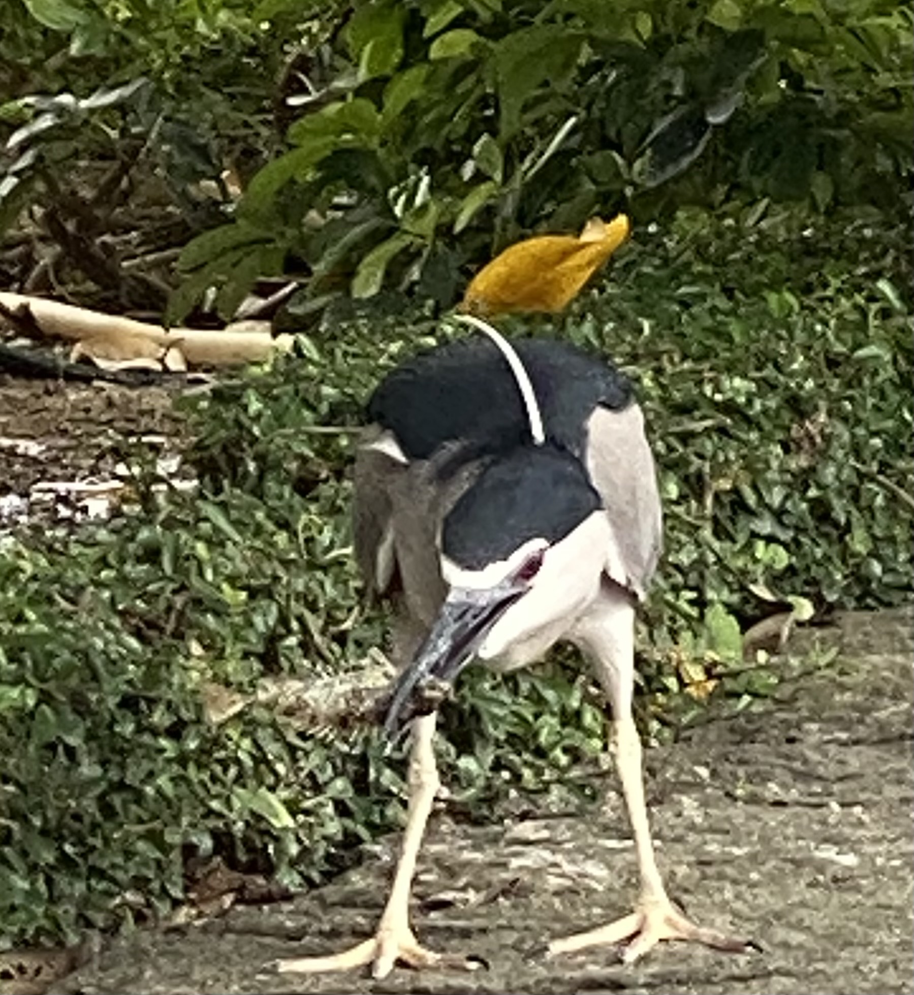 night crowned heron eating fish