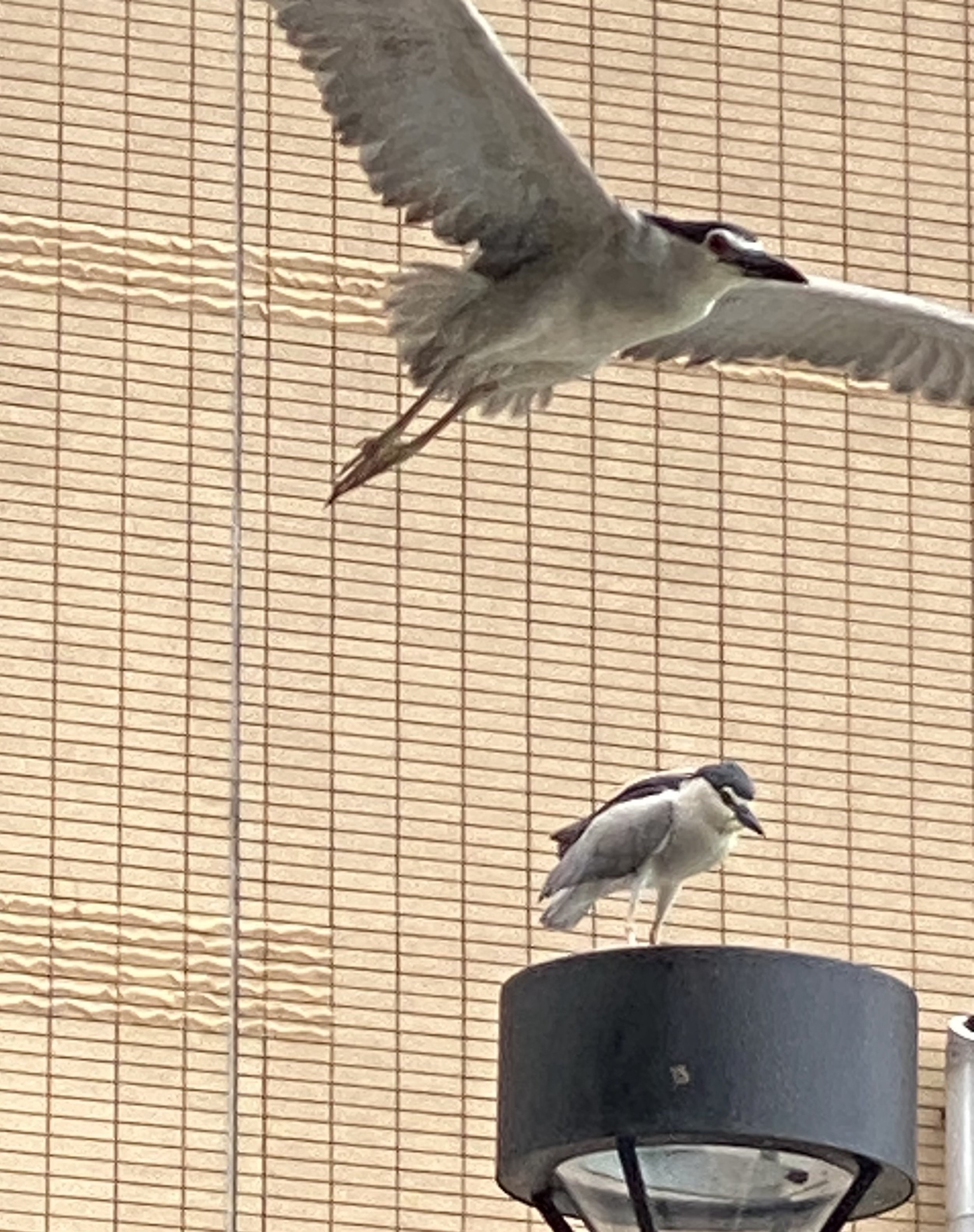 night crowned heron over lamp