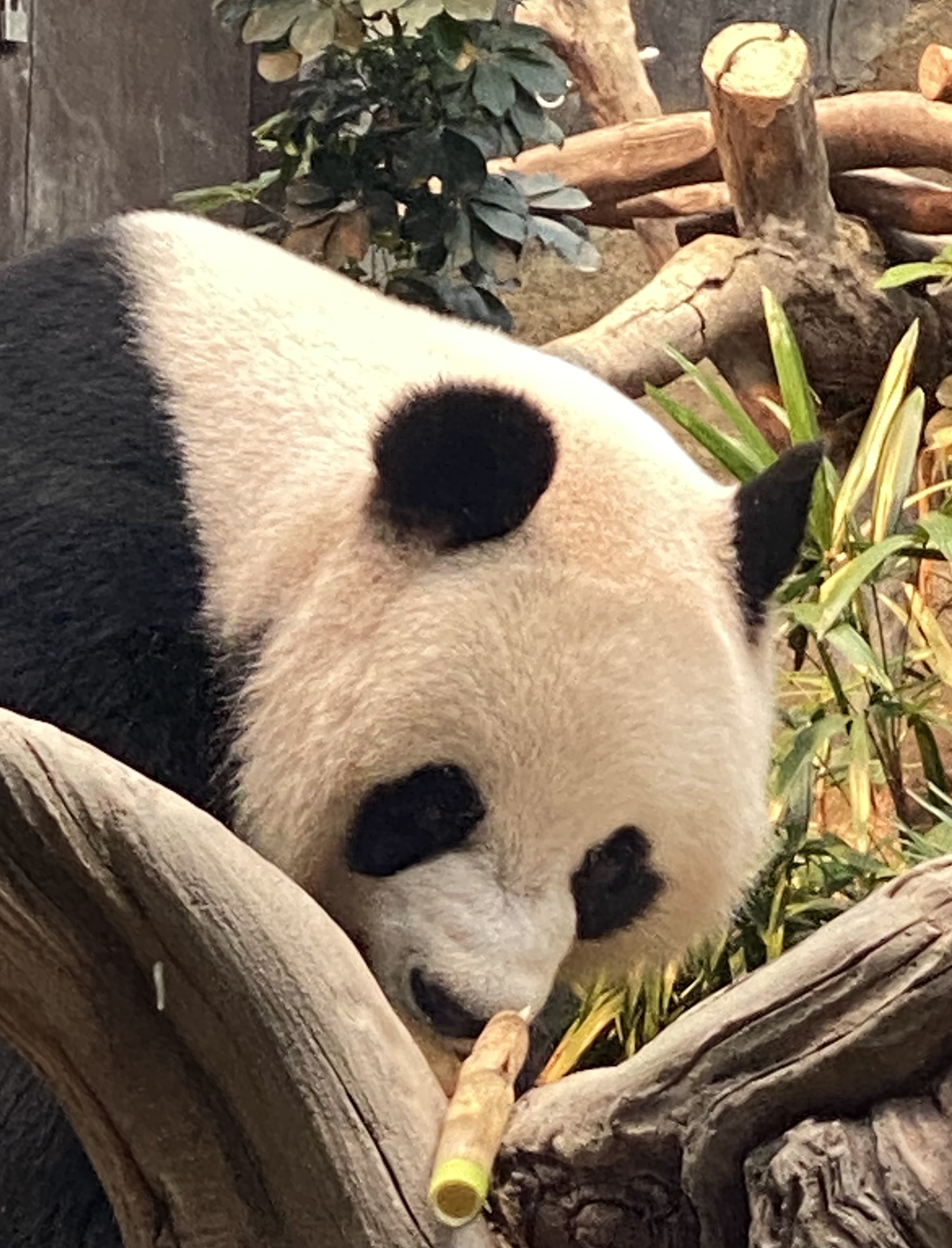 panda nosing bamboo