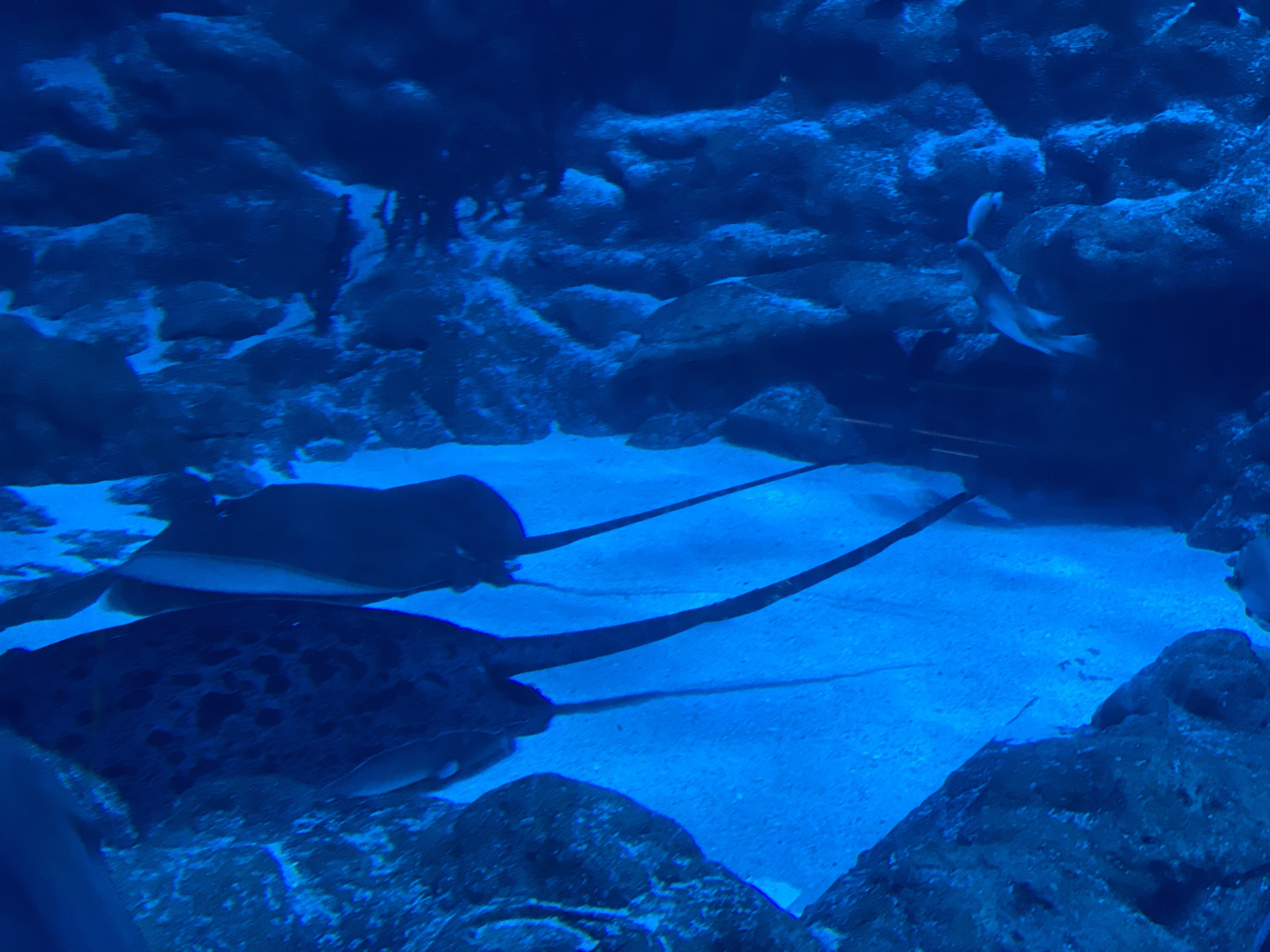 manta ray perpendicular to surface of a pool, showing its mouth and underside