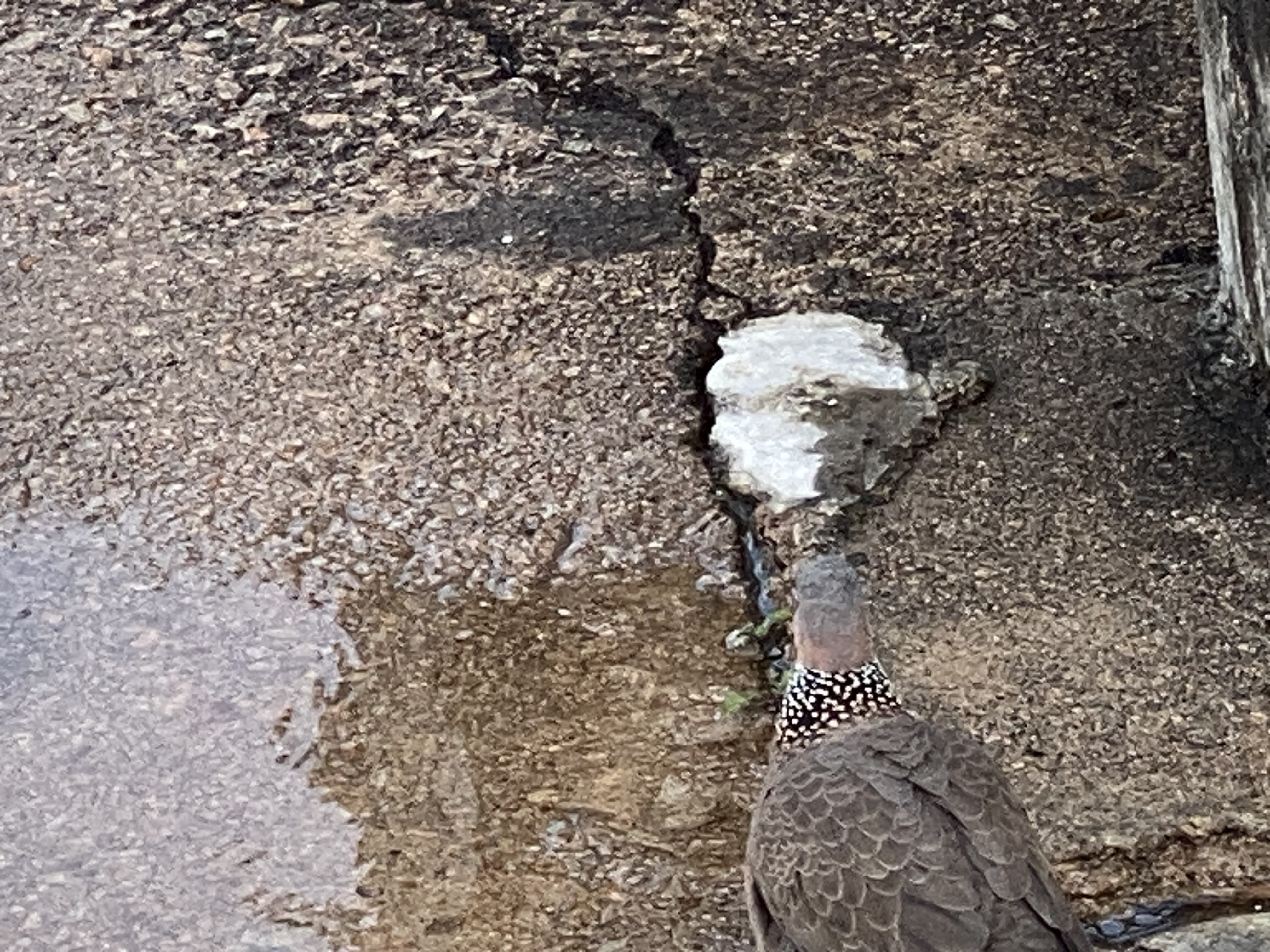 Spotted dove standing in front of a splash of water on cracked concrete with similar colors and patterns as the dove.