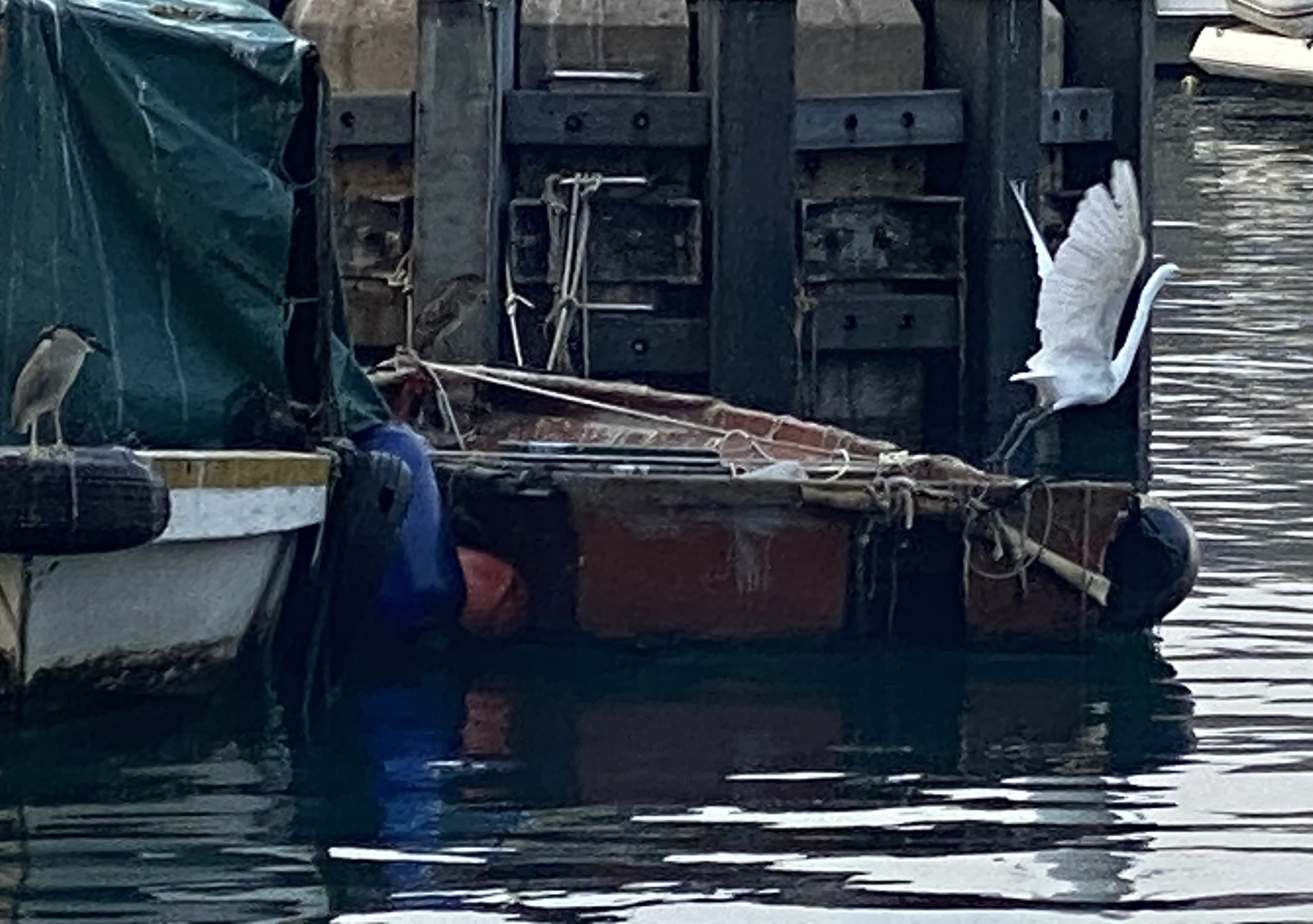 An egret taking off from a boat.  Two herons perched nearby.