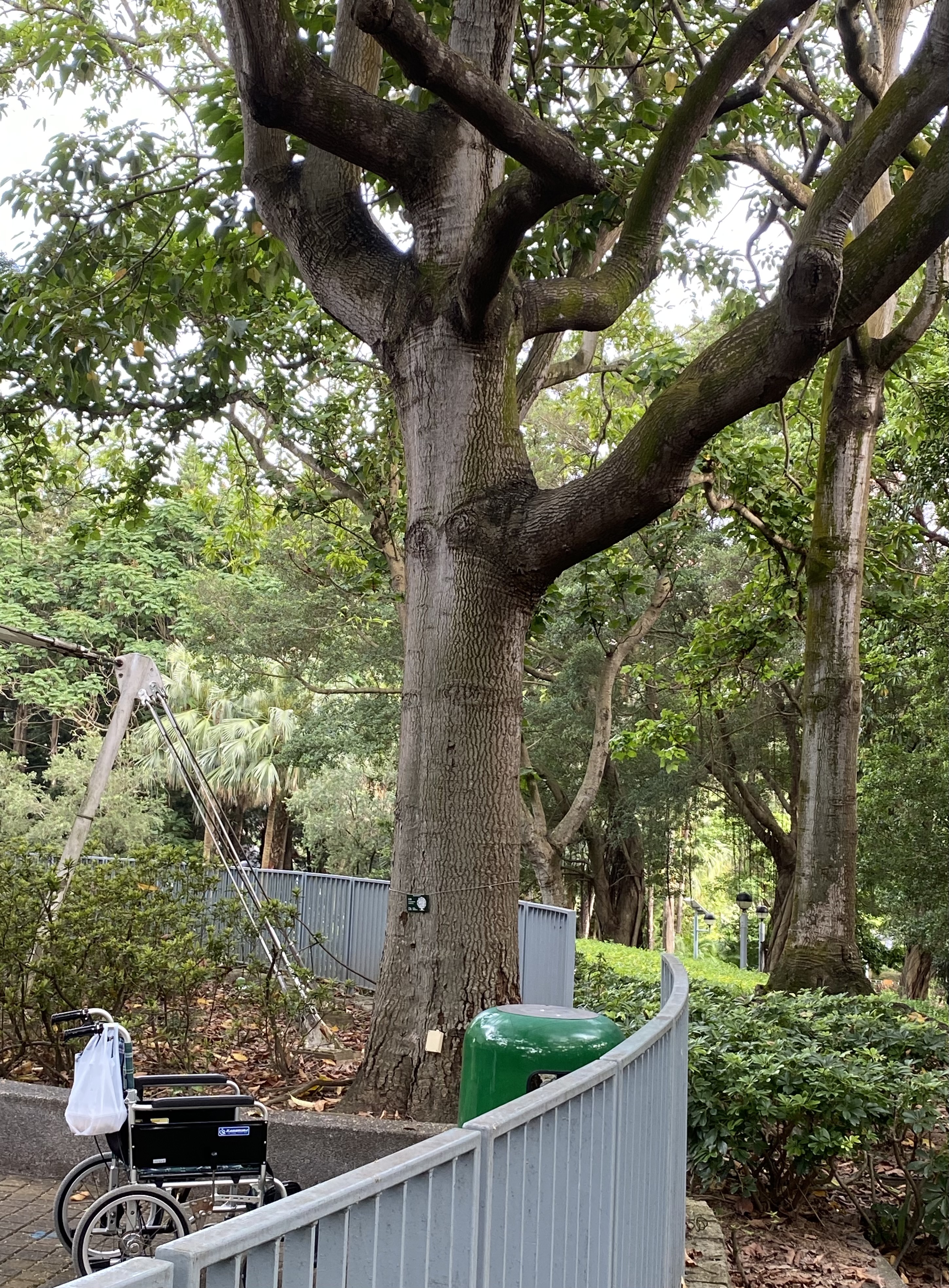 wheelchair under a tall tree next to metal railing over steep drop